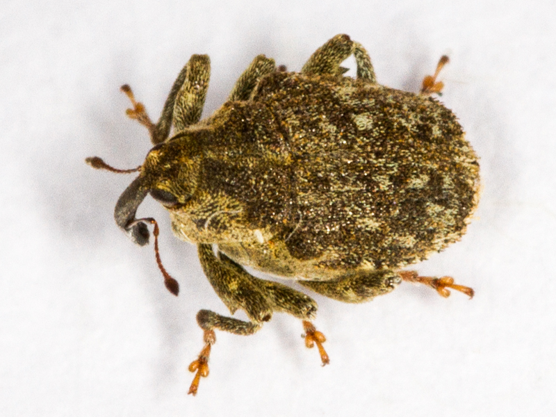 Parethelcus pollinarius